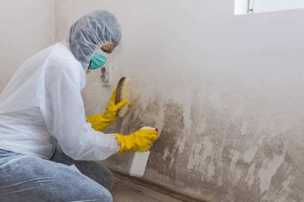 Best Office Mold Removal Services  in Indian Mountain Lake, PA
