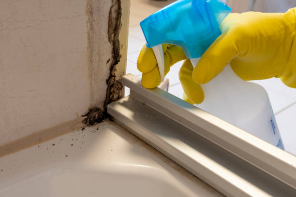 Mold Removal Process in Indian Mountain Lake, PA