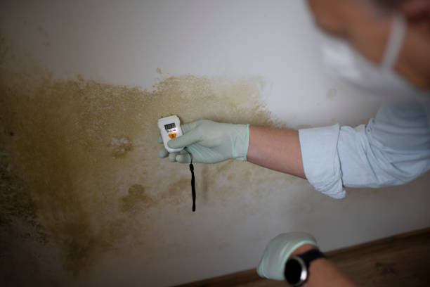 Best Commercial Mold Removal  in Indian Mountain Lake, PA