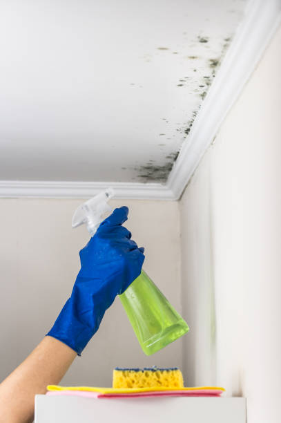 Best Residential Mold Removal  in Indian Mountain Lake, PA