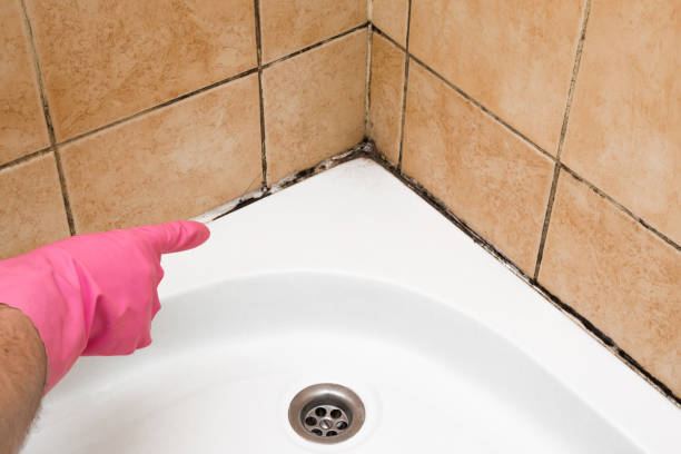 Indian Mountain Lake, PA Mold Removal Company