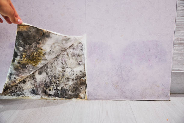  Indian Mountain Lake, PA Mold Removal Pros